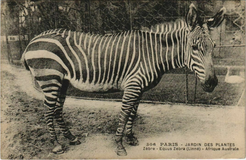 Carte postale ancienne Paris (5e) Jardin des Plantes - Zebre à Paris 5e
