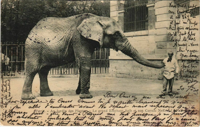 Carte postale ancienne Paris (5e) Au Jardin des Plantes - Elephant Saib et son Cornac Nef à Paris 5e