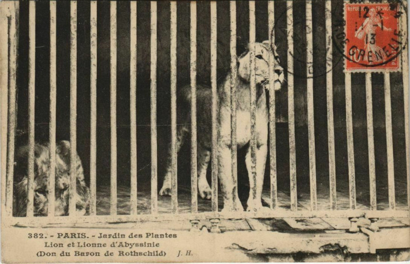Carte postale ancienne Paris (5e) Jardin des Plantes - Lion et Lionne d'Abyssinie à Paris 5e