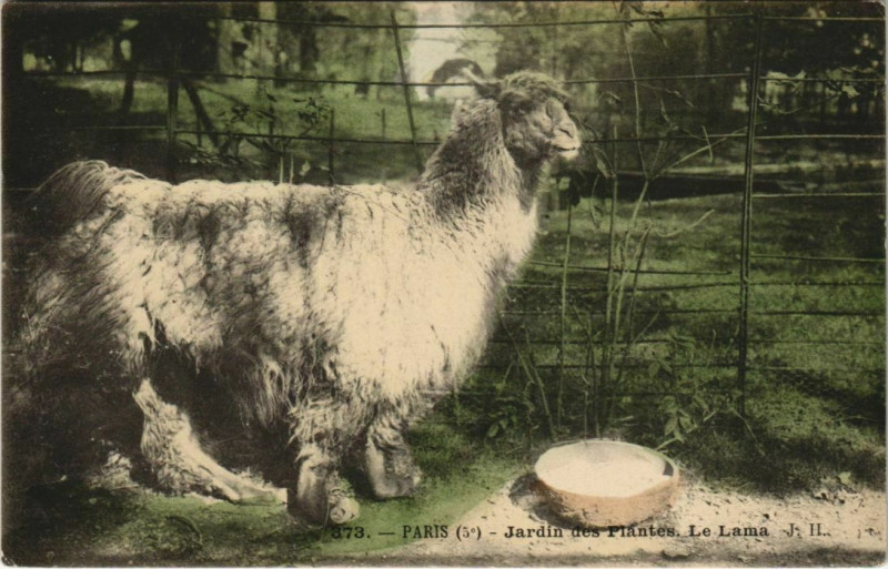 Carte postale ancienne Paris (5e) Jardin des Plantes - Le Lama à Paris 5e