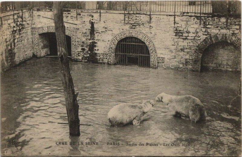 Carte postale ancienne Paris (5e) Crue de la Seine, Jardin des Plantes - Les Ours blancs à Paris