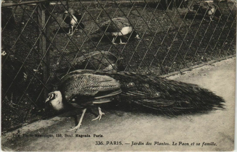 Carte postale ancienne Paris (5e) Jardin des Plantes - Le Paon et sa famille à Paris 5e
