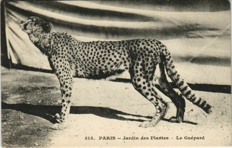 Carte postale ancienne Paris (5e) Jardin des Plantes - Le Guépard à Paris 5e