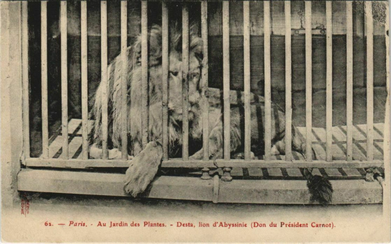 Carte postale ancienne Paris (5e) Au Jardin des Plantes - Deste, Lyon d'Abyssinie à Paris 5e