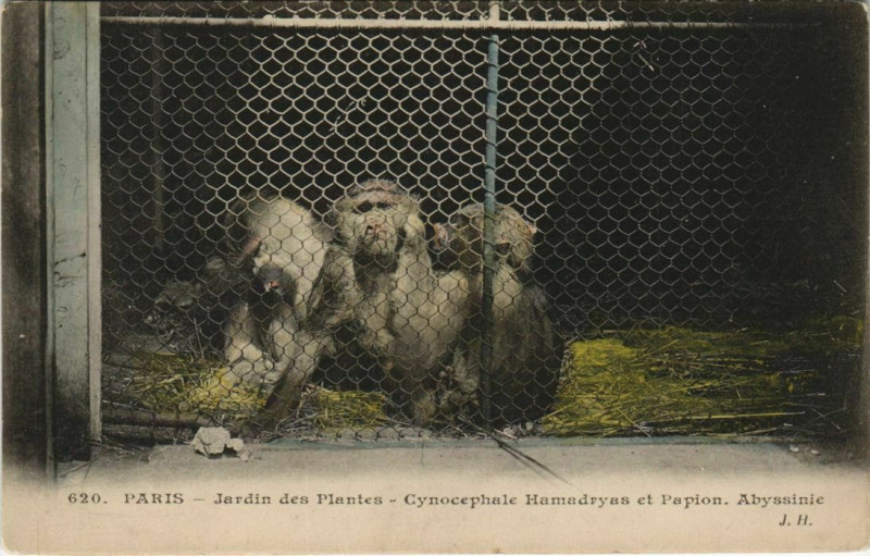 Carte postale ancienne Paris (5e) Jardin des Plantes - Cynocephale Hamadryas et Papion à Paris 5e