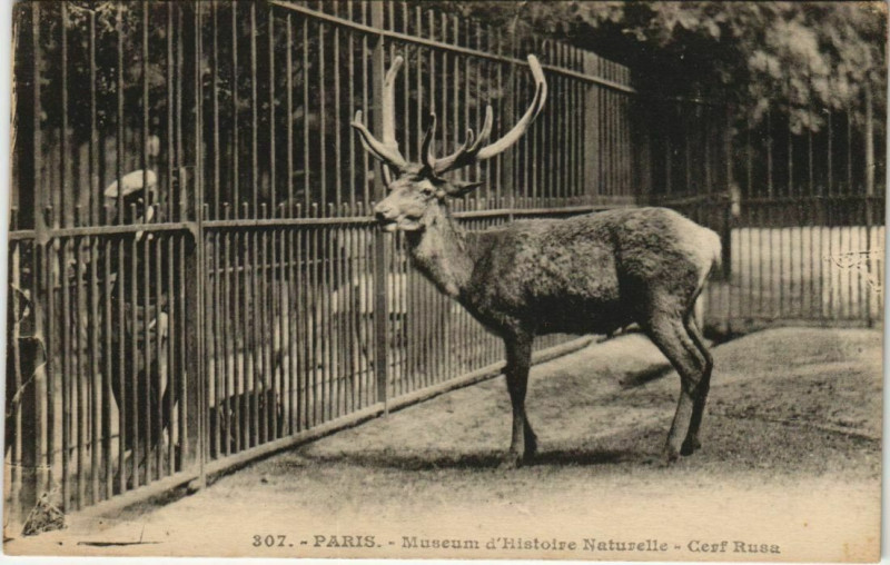 Carte postale ancienne Paris (5e) Muséum d'Histoire Naturelle - Cerf Rusa à Paris 5e