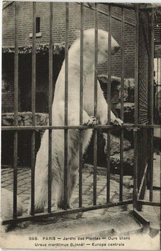 Carte postale ancienne Paris (5e) Jardin des Plantes - Ours blanc à Paris 5e