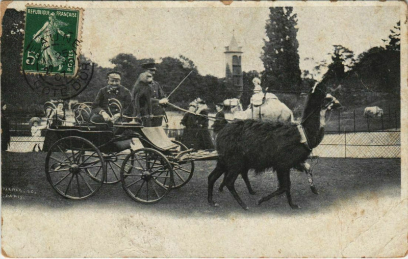 Carte postale ancienne La Voiture aux Lamas - Jardin Zoologique d'Acclimatation de Paris à Neuilly-sur-Seine