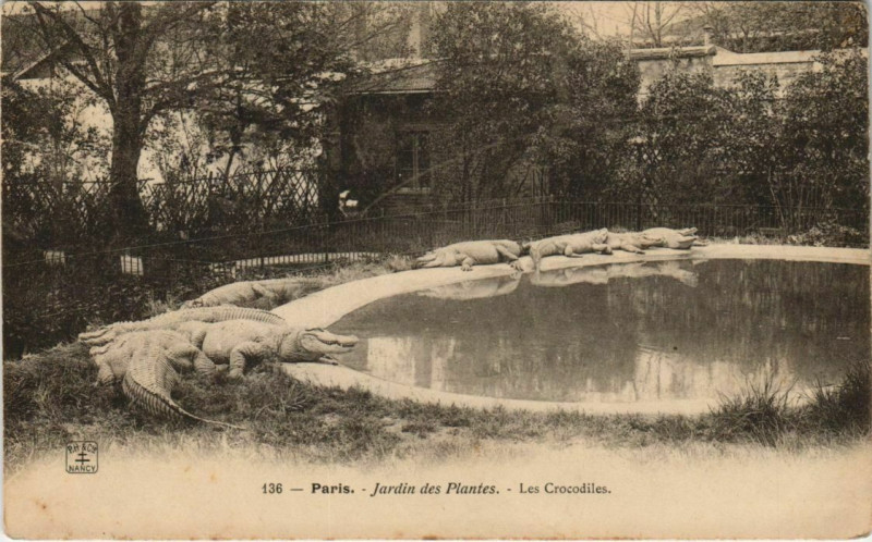 Carte postale ancienne Paris (5e) Jardin des Plantes - Les Crocodiles à Paris 5e