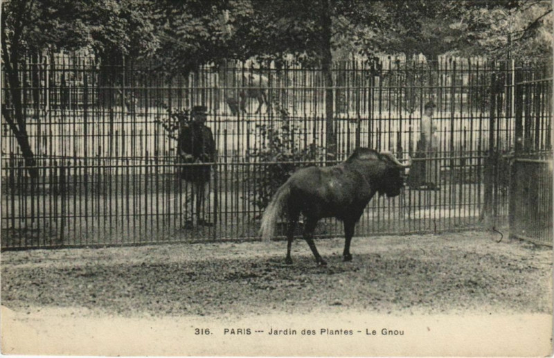 Carte postale ancienne Paris (5e) Jardin des Plantes - Le Gnou à Paris 5e