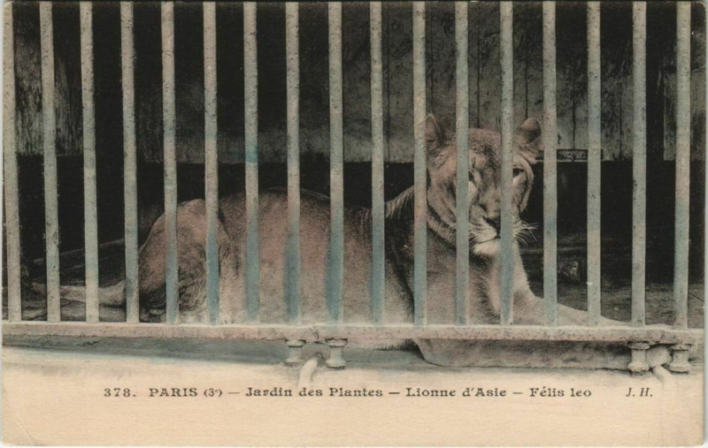 Carte postale ancienne Paris (5e) Jardin des Plantes - Lionne d'Asie à Paris 5e