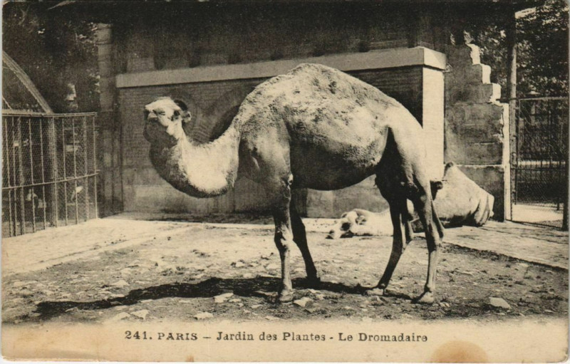 Carte postale ancienne Paris (5e) Jardin des Plantes - Le Dromadaire à Paris 5e