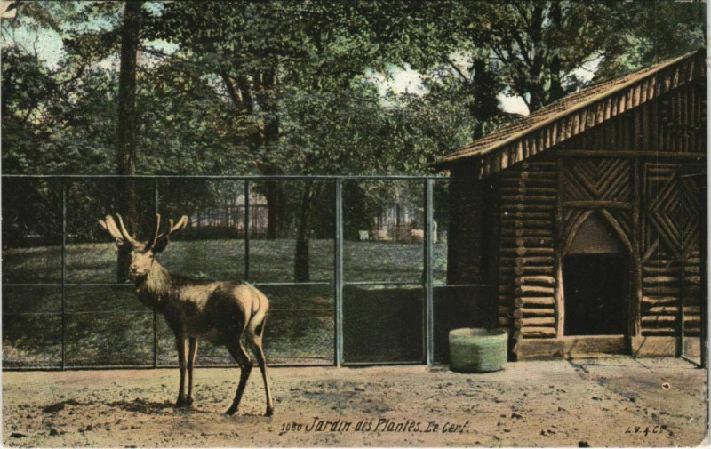 Carte postale ancienne Paris (5e) Jardin des Plantes - Le Cerf à Paris 5e