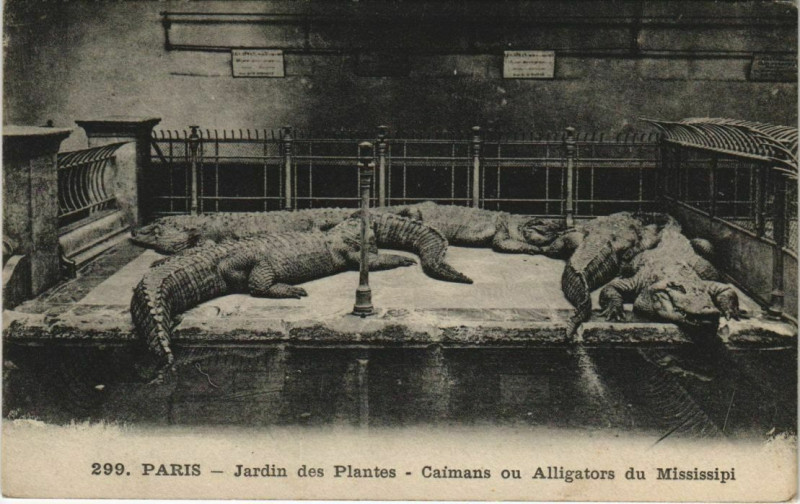 Carte postale ancienne Paris (5e) Jardin des Plantes - Caimans ou Alligators de Missisipi à Paris 5e
