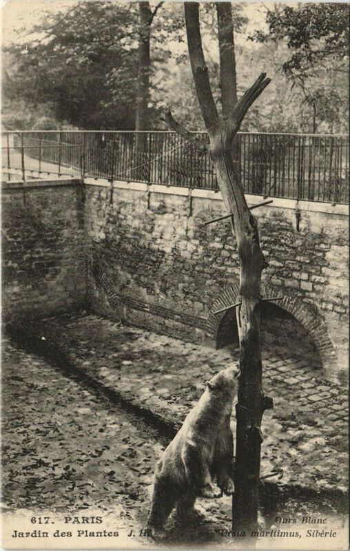 Carte postale ancienne Paris (5e) Jardin des Plantes - Ours Blancs à Paris 5e