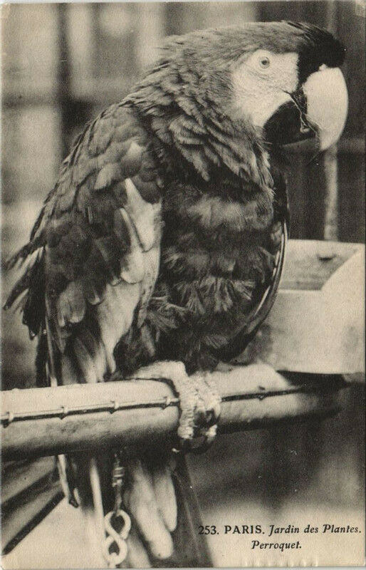 Carte postale ancienne Paris (5e) Jardin des Plantes - Perroquet à Paris 5e