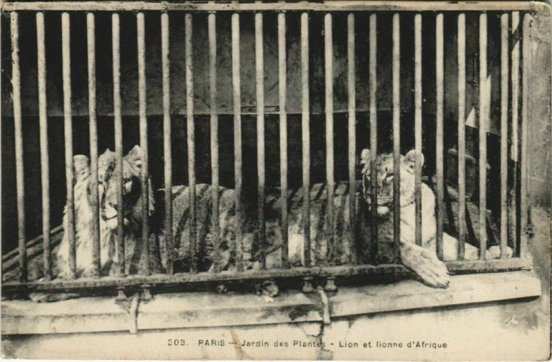 Carte postale ancienne Paris (5e) Jardin des Plantes - Lion et lionne d'Afrique à Paris 5e