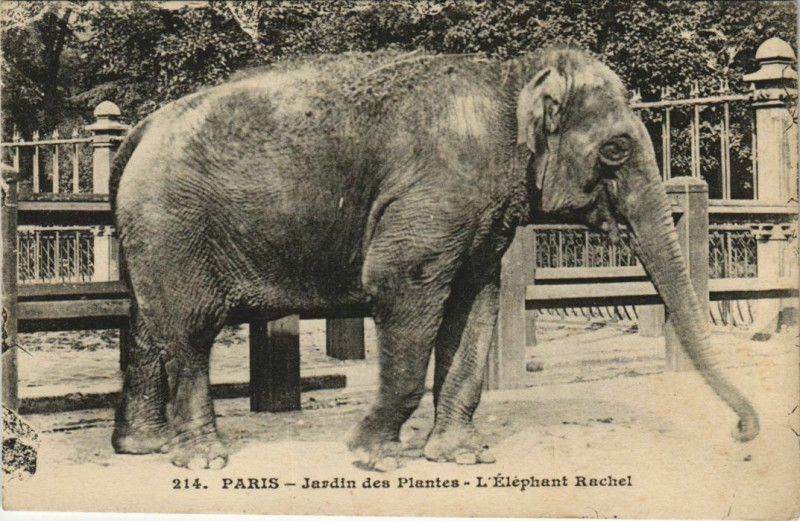 Carte postale ancienne Paris (5e) Jardin des Plantes - l'Elephant Rachel à Paris 5e
