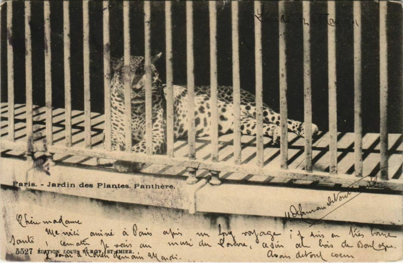 Carte postale ancienne Paris (5e) Jardin des Plantes - Panthere à Paris 5e