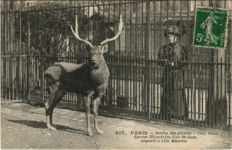 Carte postale ancienne Paris (5e) Jardin des Plantes - Cerf Rusa de Java à Paris 5e