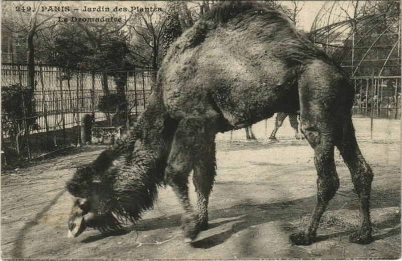 Carte postale ancienne Paris (5e) Jardin des Plantes - Le Dromadaire à Paris 5e