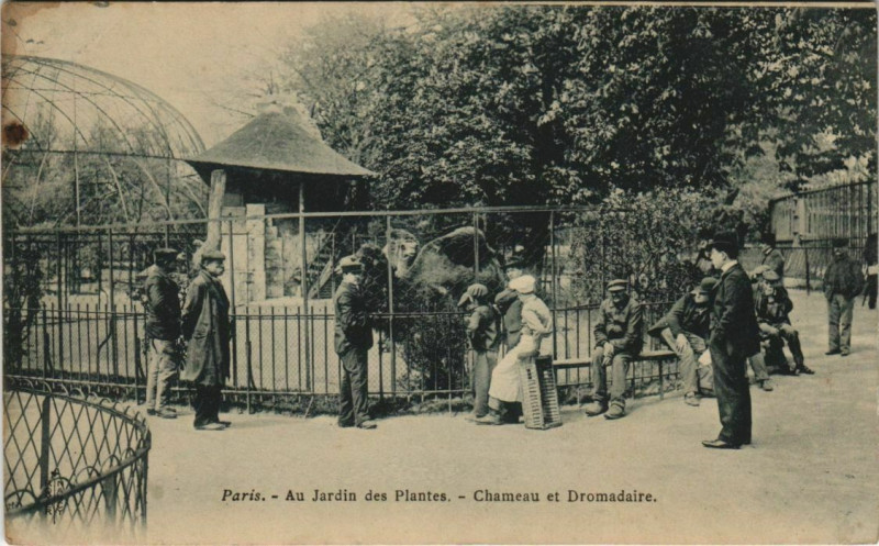 Carte postale ancienne Paris (5e) Au Jardin des Plantes - Chameau et Dromadaire à Paris 5e