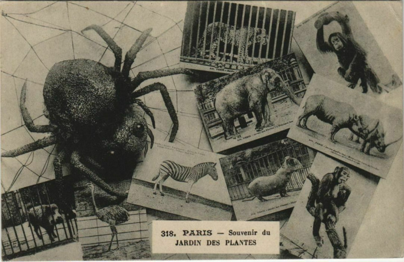 Carte postale ancienne Paris (5e) - Souvenir du jardin des Plantes à Paris 5e