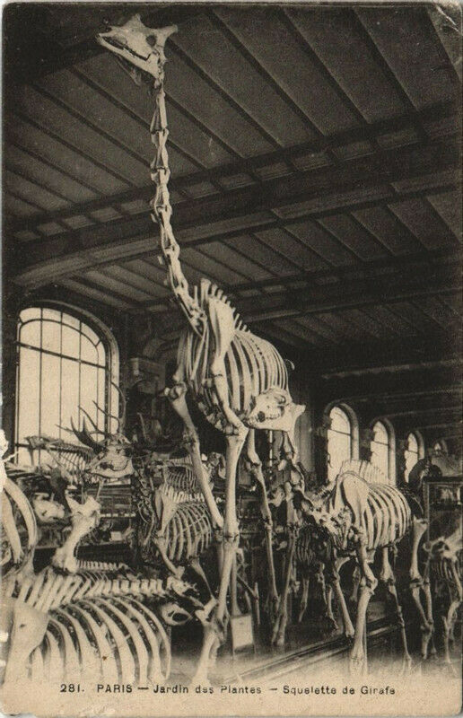 Carte postale ancienne Paris (5e) Jardin des Plantes - Squelette de Giraffe à Paris 5e