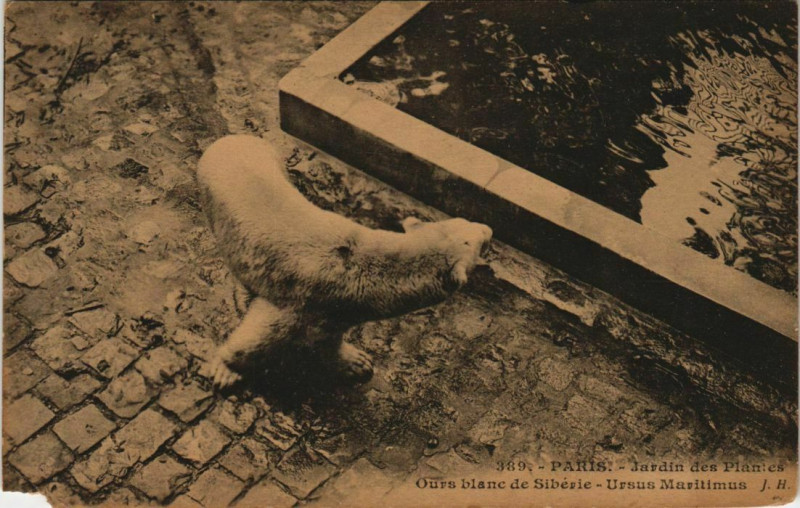 Carte postale ancienne Paris (5e) Jardin des Plantes - Ours blanc de Sibérie à Paris 5e