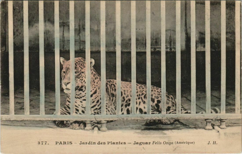 Carte postale ancienne Paris (5e) Jardin des Plantes - Jaguar à Paris 5e