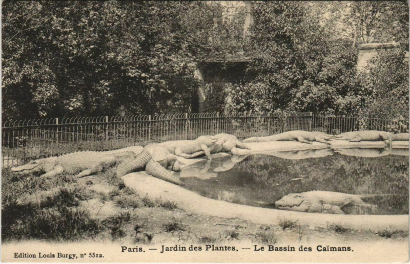 Carte postale ancienne Paris (5e) Jardin des Plantes - Le Bassin des Caimans à Paris 5e