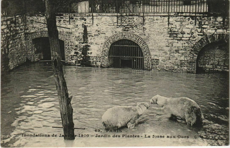 Carte postale ancienne Paris (5e) Jardin des Plantes - La fosse aux Ours à Paris 5e