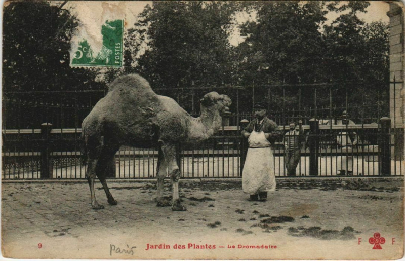 Carte postale ancienne Paris (5e) Jardin des Plantes - Le Dromadaire à Paris 5e