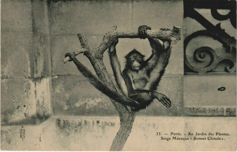 Carte postale ancienne Paris (5e) Au Jardin des Plantes - Singe Macaque Bonnet Chinois à Paris 5e