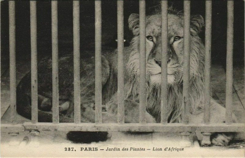 Carte postale ancienne Paris (5e) Jardin des Plantes - Lion d'Afrique à Paris 5e