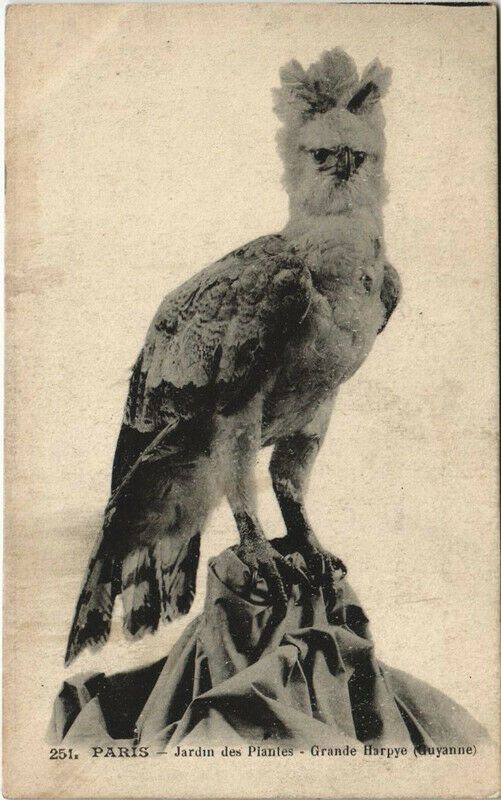 Carte postale ancienne Paris (5e) Jardin des Plantes - Grande Harpye à Paris 5e