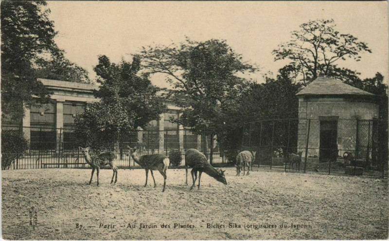 Carte postale ancienne Au Jardin des Plantes - Biches Sika à Paris 5e