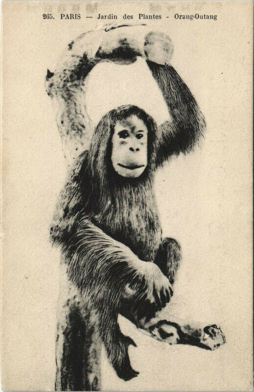 Carte postale ancienne Paris (5e) Jardin des Plantes - Orang-Outang à Paris 5e