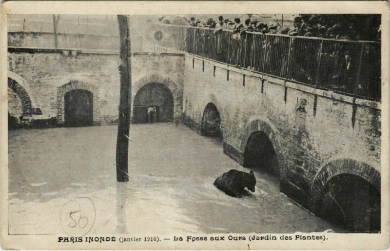 Carte postale ancienne Paris 5e - La Fosse aux Ours (Jardin des Plantes) à Paris 5e