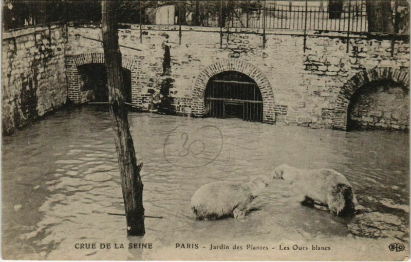 Carte postale ancienne Paris 5e - Jardin des Plantes - Les Ours blancs à Paris