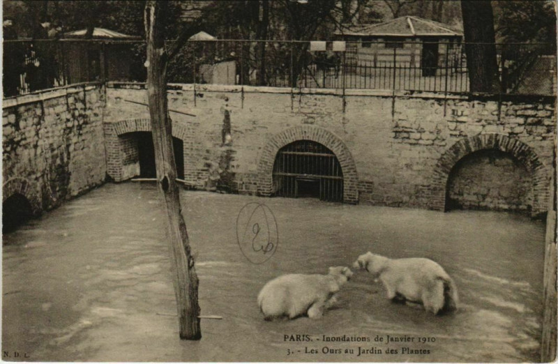 Carte postale ancienne Paris 5e - Les Ours au Jardin des Plantes à Paris 5e