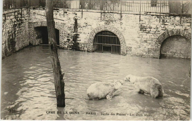 Carte postale ancienne Paris 5e - Jardin des Plantes - Les Ours blancs à Paris
