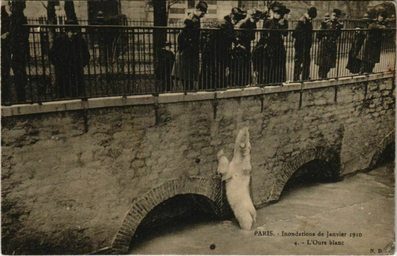 Carte postale ancienne Paris 5e - L'Ours blanc à Paris 5e