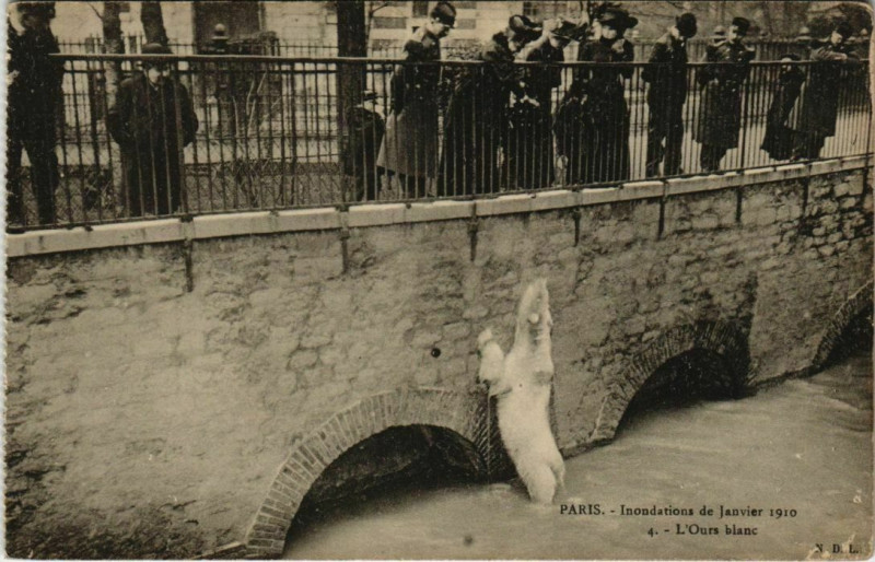 Carte postale ancienne Paris 5e - L'Ours blanc à Paris 5e