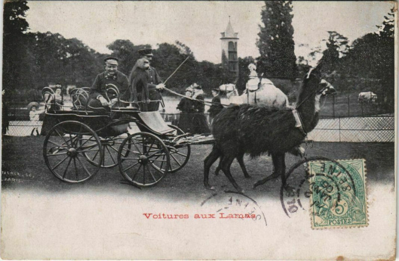 Carte postale ancienne La Voiture aux Lamas - Jardin Zoologique d'Acclimatation de Paris à Neuilly-sur-Seine