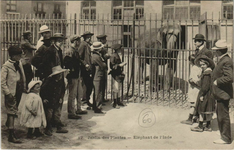 Carte postale ancienne Paris - Jardin des Plantes - Eléphant de l'lInde à Paris