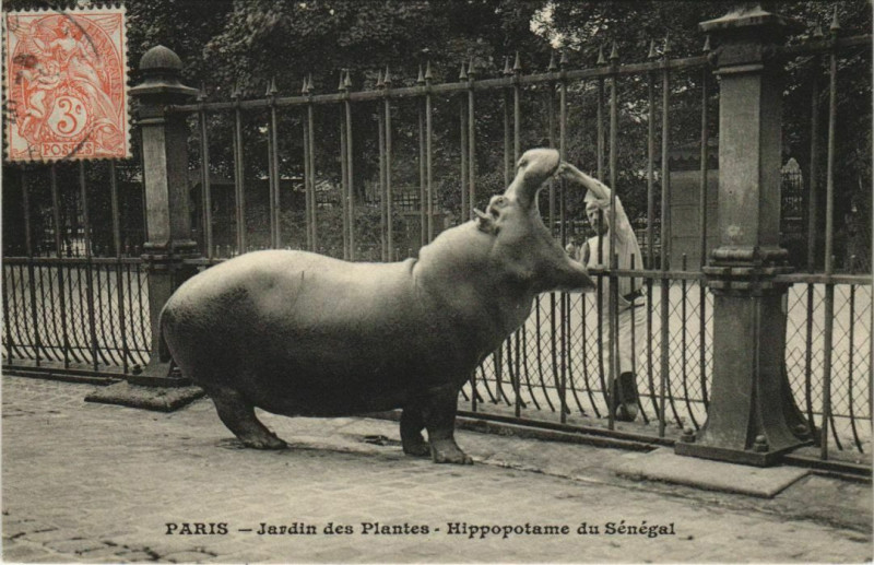 Carte postale ancienne Paris - Jardin des Plantes - Hippopotame de Sénégal à Paris