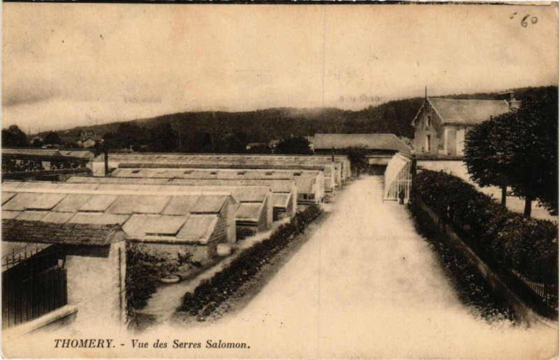 Carte postale ancienne Thomery - Vue des Serres Salomon à Thomery