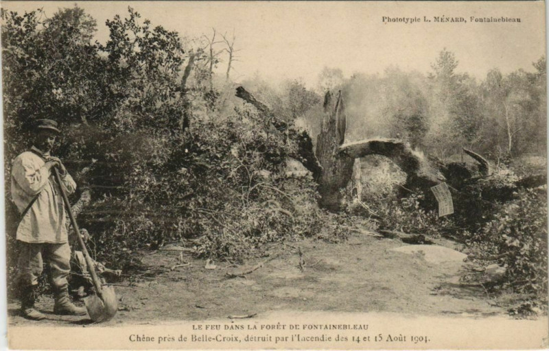 Carte postale ancienne Fontainebleau Chene pres de Belle-Croix France à Fontainebleau