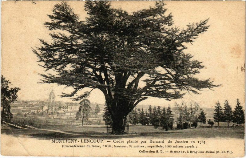 Carte postale ancienne Montigny-Lencoup - Cedre Plante par Bernard de Jussieu en 1734  à Montigny-Lencoup